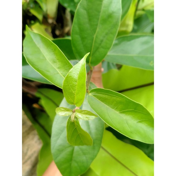 Bibit Pohon Cincau Pohon Daun Cincau Kipanas