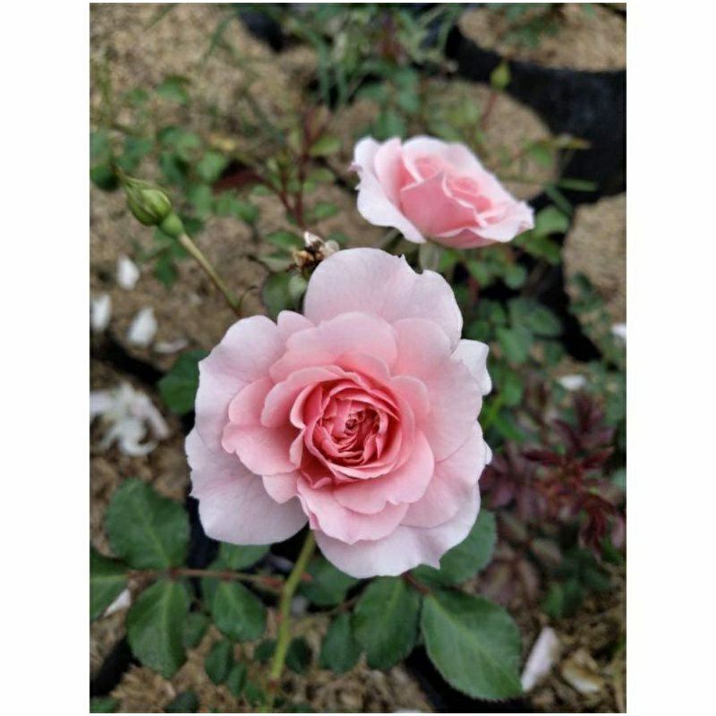 mawar import rosario (dewasa)