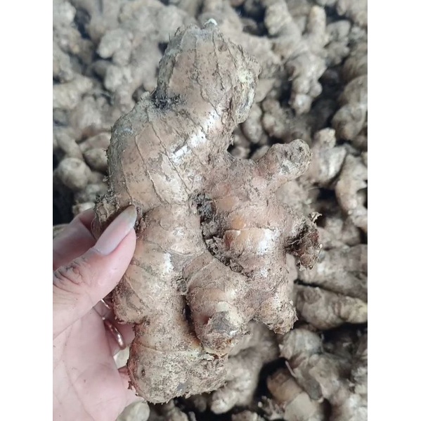 

jahe gajah segar