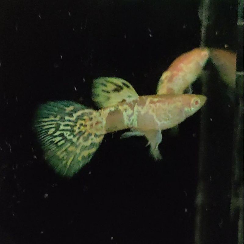 Ikan Hias Guppy albino Yellow Tiger king Cobra