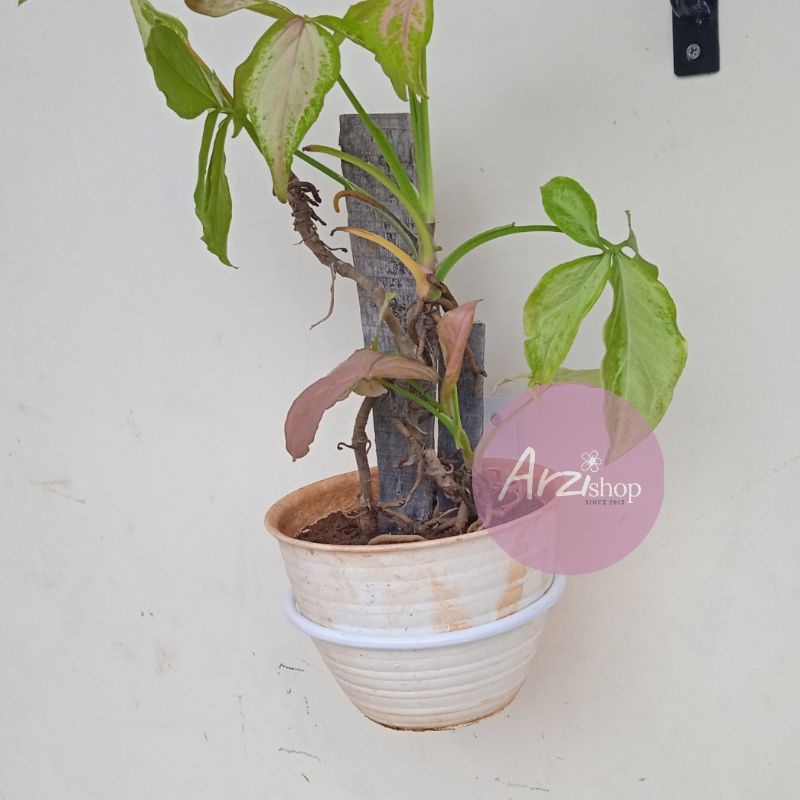 Gantungan Pot Bunga/Gantungan Besi/Gantungan Pot/Gantungan Ring Besi/Gantungan