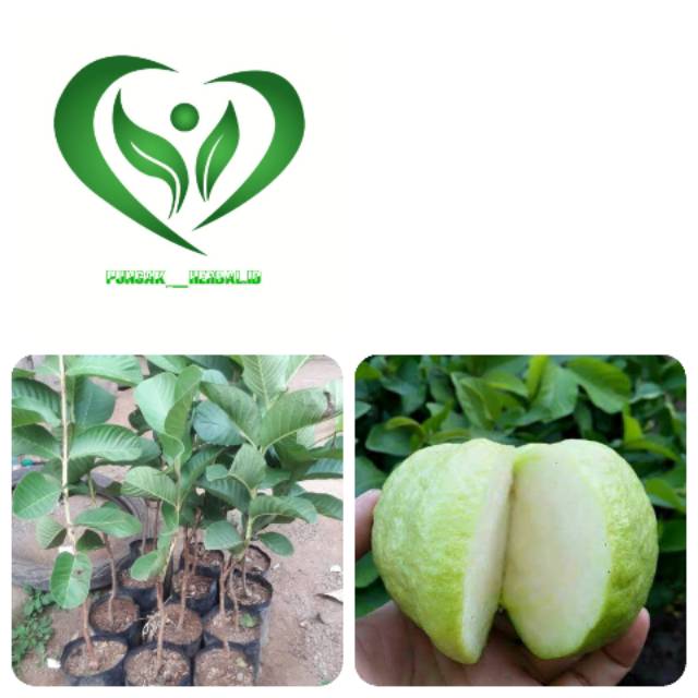 Bibit tanaman jambu sukun putih pohon jambu sukun