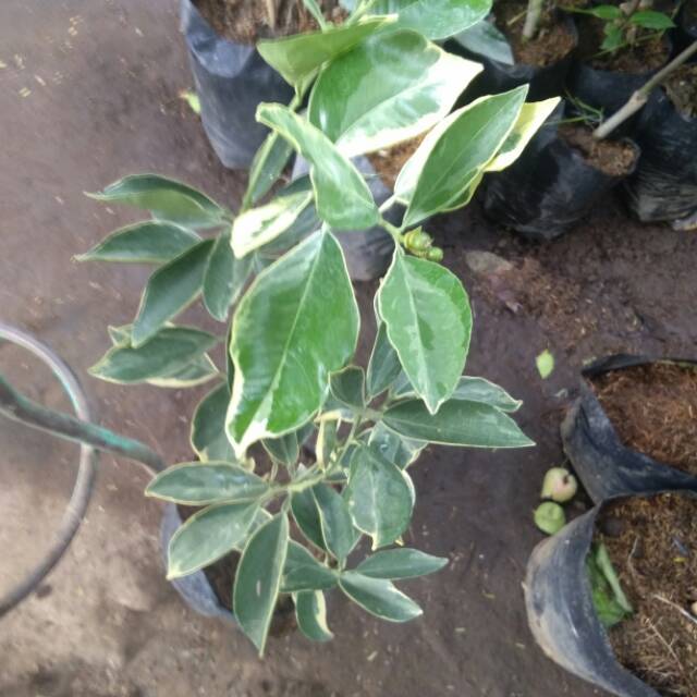 2 tanaman buah Jeruk tolak balak