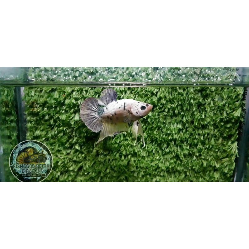 ikan cupang bahan yellow koi cooper