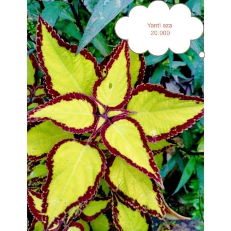 Tanaman Hias Miana/Coleus berakar