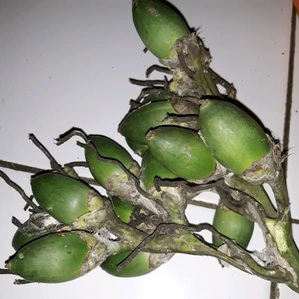 

BUAH PINANG MUDA 1KG [ FRESH PRODUK ]