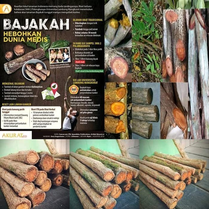 250 gram Kayu Akar Bajakah Kalalawit gram Asli Kalimantan