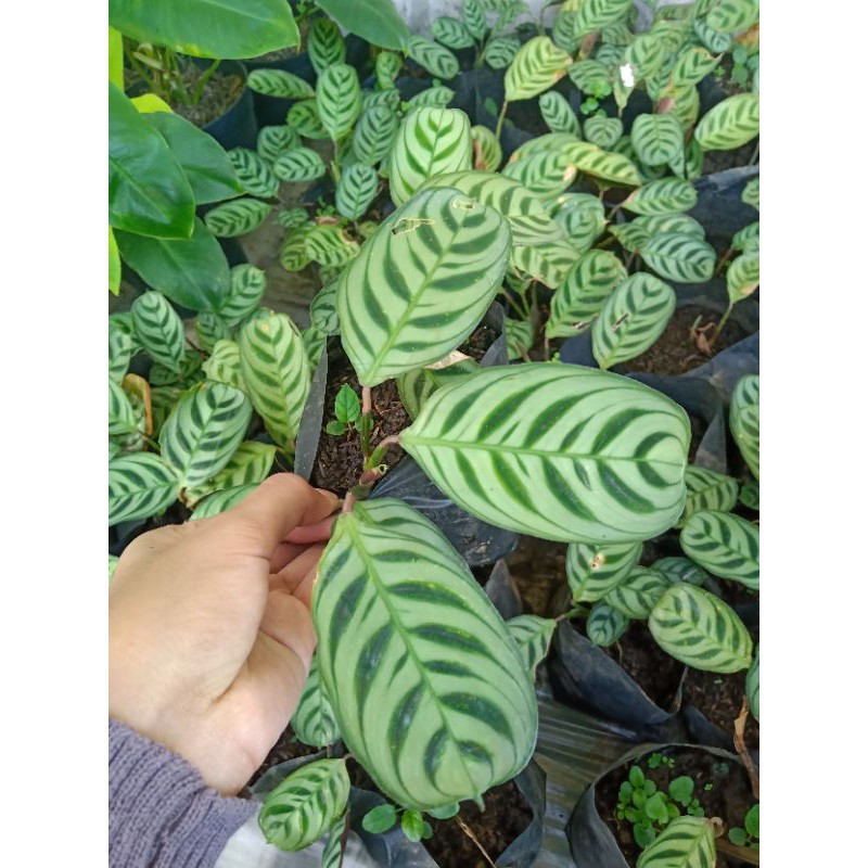 

Calathea Jahe