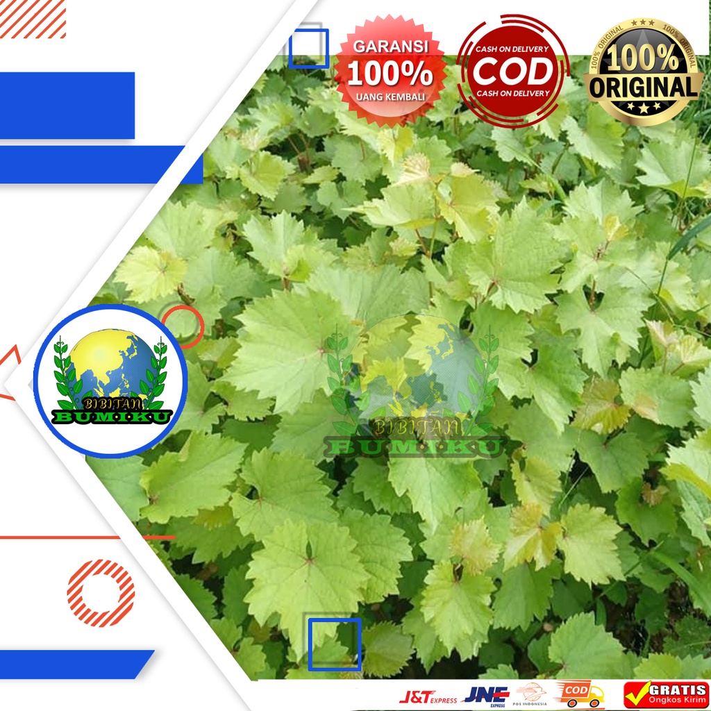 Rootstock Redmaster isi 30 siap grafting anggur import