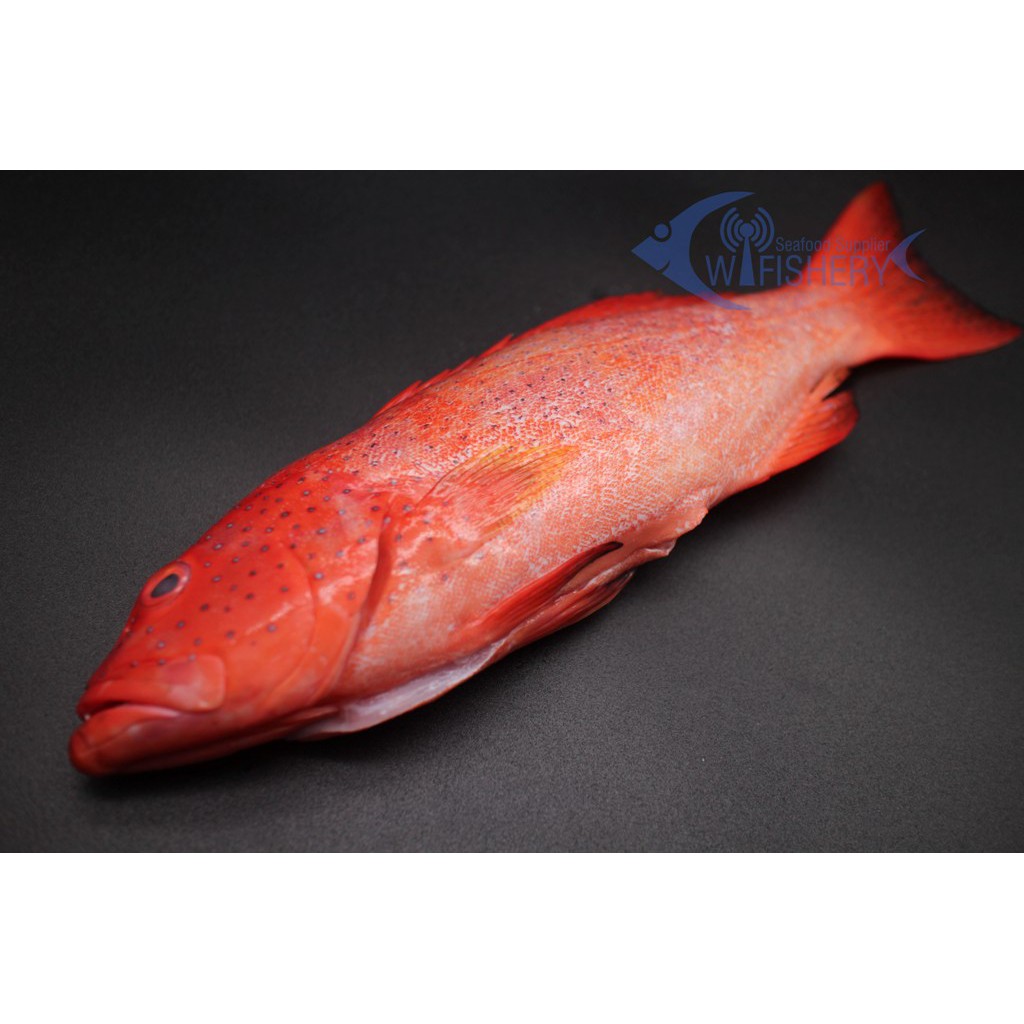 

Ikan Lodi / Sunu Super Utuh Bersih