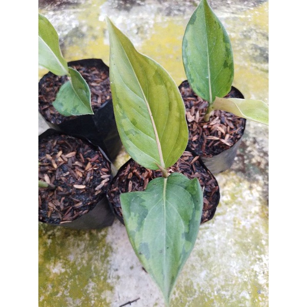 Aglonema Ciput. rotundum x pictum (rotundum Army)