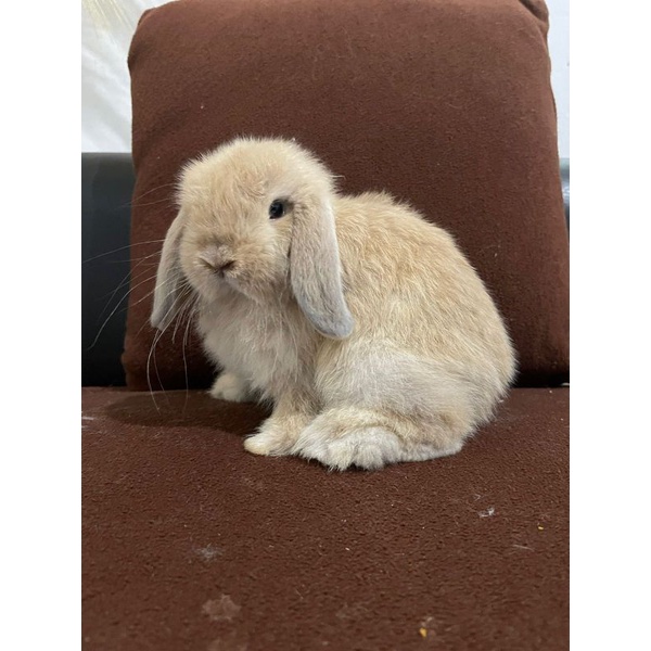 holland lop kelinci hias