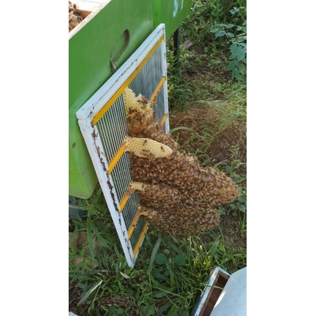 

Madu dari lebah ternak (1kg)