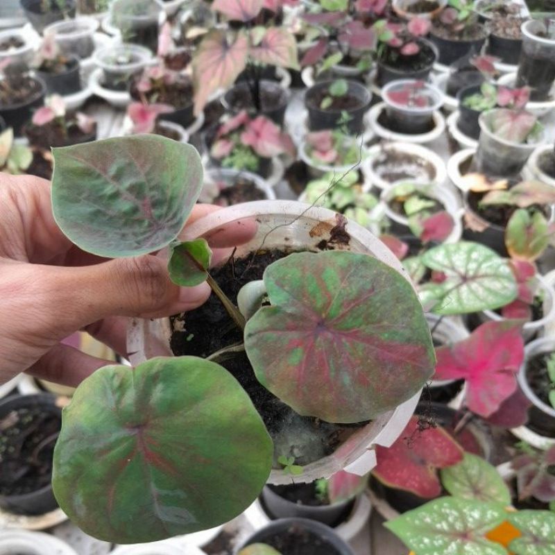 caladium doreng