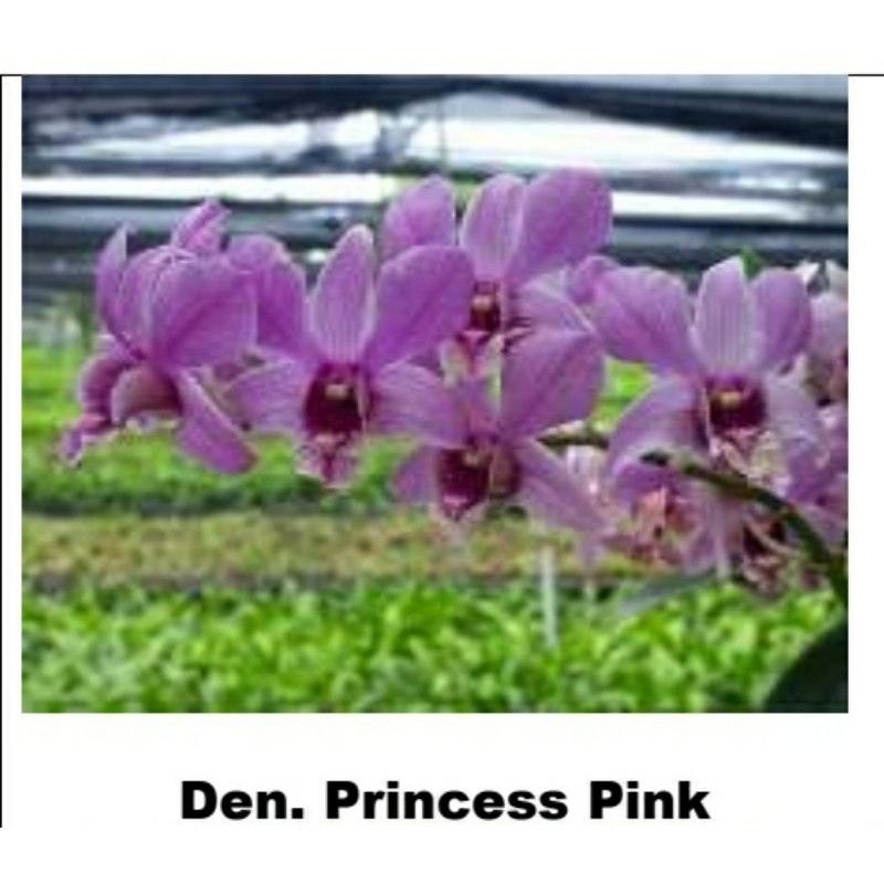 Anggrek Dendrobium Princess Pink Dewasa