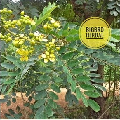 

DAUN JOHAR SEGAR ORGANIK 1KG TERLARIS !