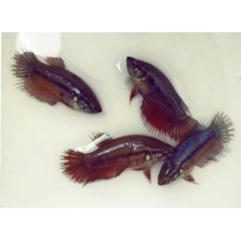 

paketan 4 ekor serit betina