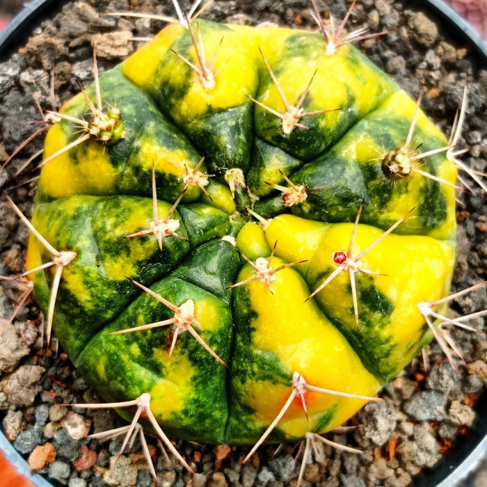 gymnocalycium damsii purple variegata KAKTUS SUKULEN|TANAMAN HIAS