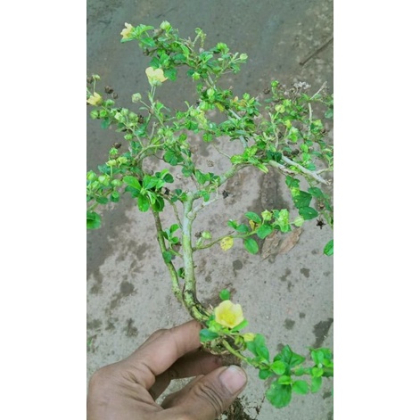 Bahan bonsai sidoguri/hokiantea