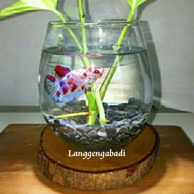 Aquarium Mini Cupang | Aquarium Cupang | Tank Ikan Cupang | Aquascape |