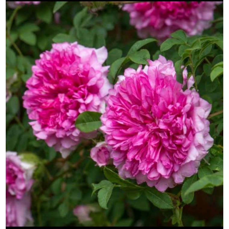 bunga mawar import roxburghi plena DEWASA