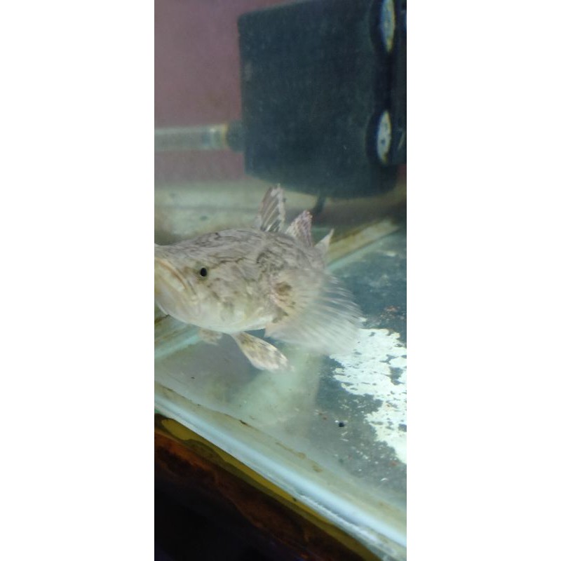 Ikan bloso/ betutu / gabus malas