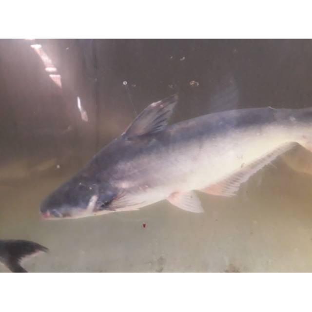 

TERBATASSS!!! Ikan patin segar / harga 1 KG