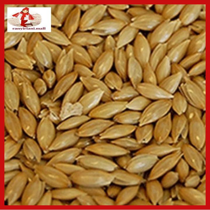 

U8Uht67- Kenari Seed Kemasan 1 Kg Wat46E5-