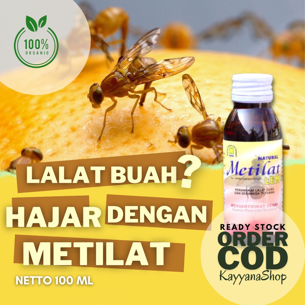 Metilat Eugenol Perangkap Lalat Buah / Lem Ajaib Lalat Buah / Lem Lalat Buah Cabe / Lem Lalat Pertan