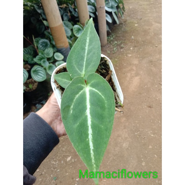 Anthurium hybrid