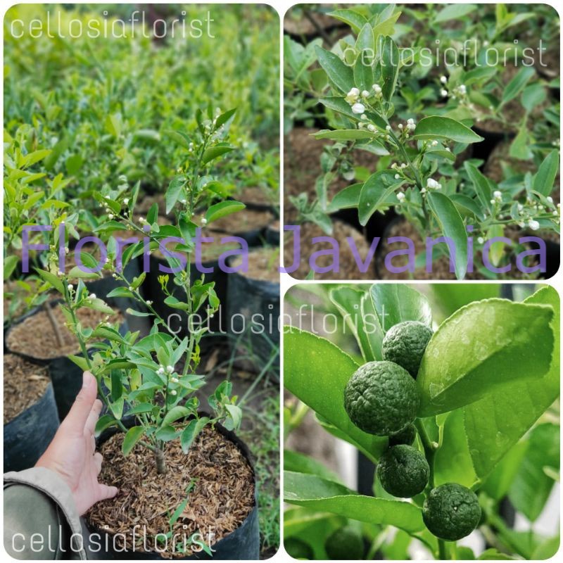 Jual Bibit Tanaman Buah Jeruk Sambal Jeruk Limau Leemo Sudah Berbuah Shopee Indonesia 2947