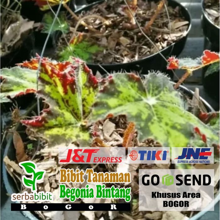 Bibit Tanaman Hias Begonia Bintang - Begonia Batik Bintang