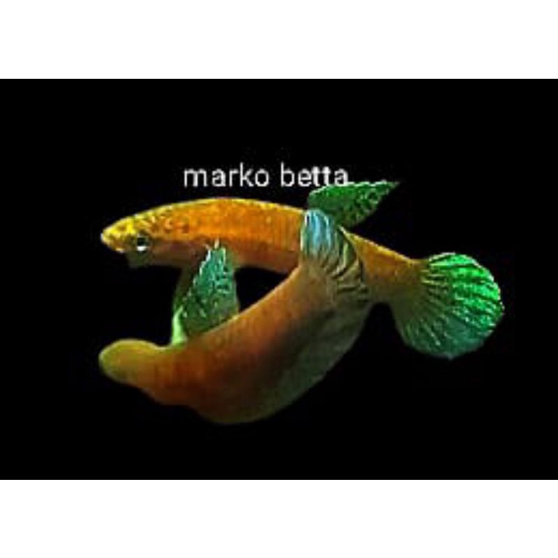 wild Betta persephone sepasang