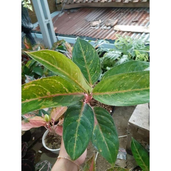 aglonema tembaga greg