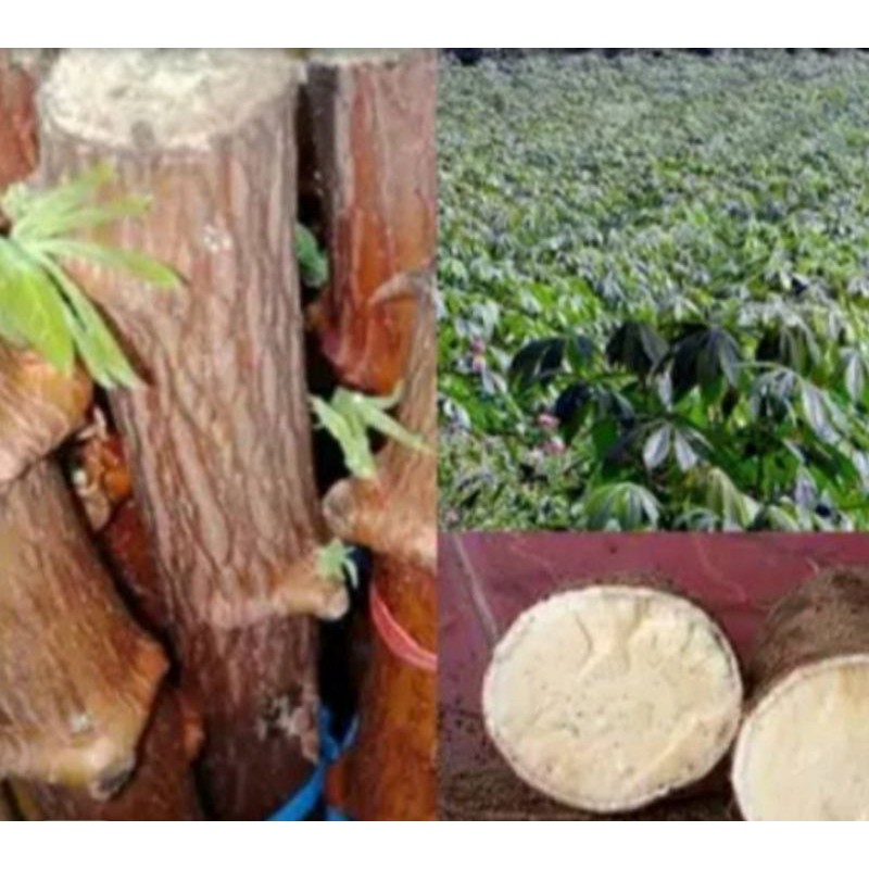 bibit singkong ( Ketela pohon super