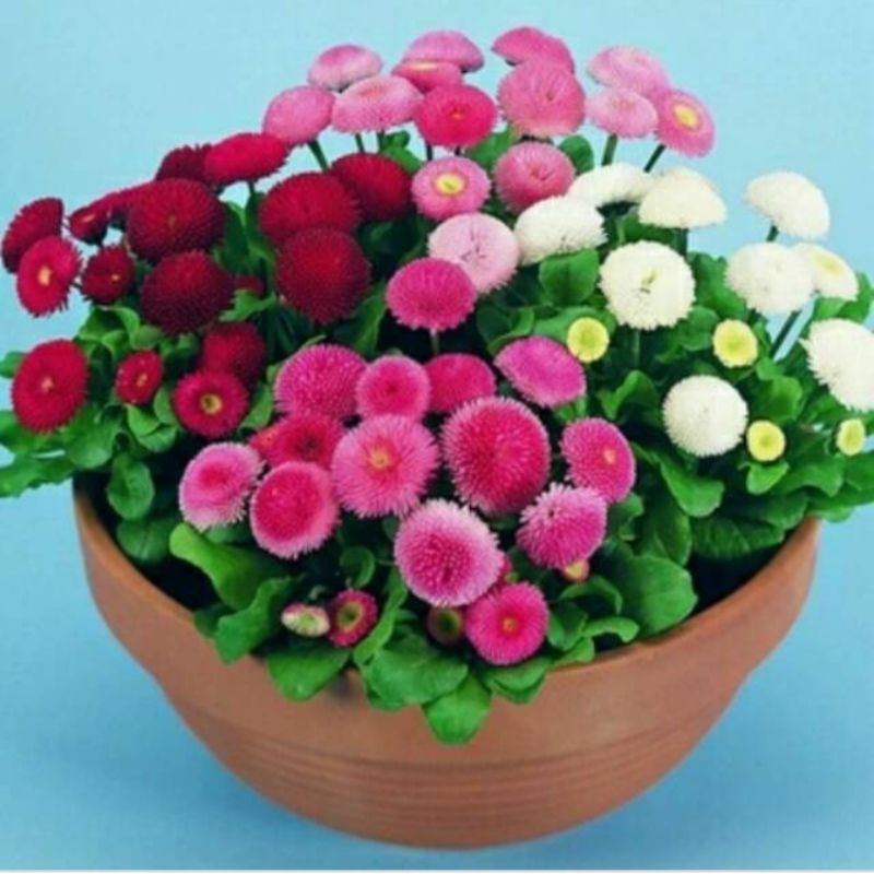 benih BUNGA BELLIS PERENNIS tasso MIX english daisy isi 1 biji