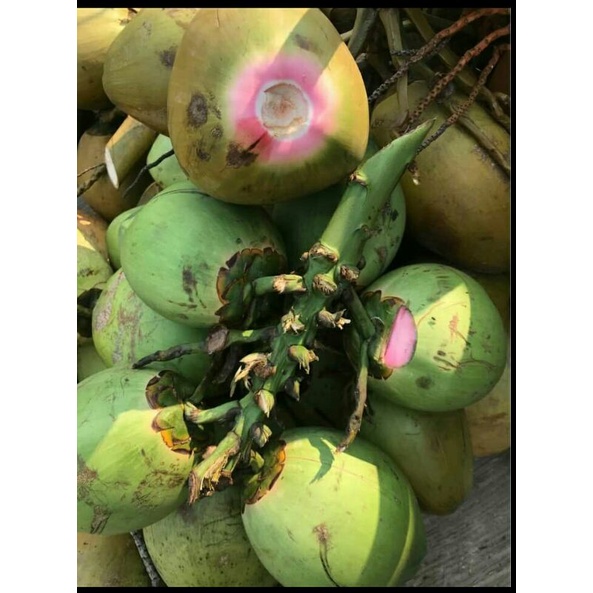 kelapa hijau untuk obat (kelapa ijo serat merah)