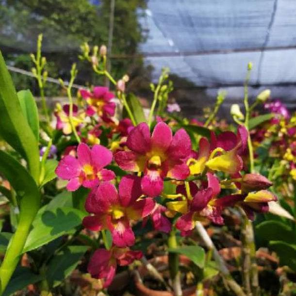 Anggrek Dendrobium Areg Sundae Dewasa terlaris dan termurah