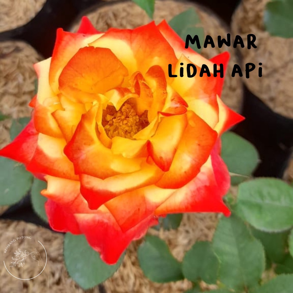 BIBIT mawar MURAH warna LIDAH API sudah BERBUNGA/KUNCUP  (bukan bunga potong)