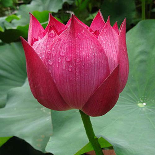 Benih Bibit Biji - Bunga Lotus RED KINGDOM Tanaman Air Seroja Teratai Flower Seeds - IMPORT