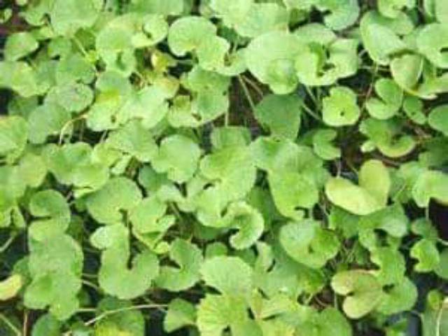 

daun antanan/pegagan segar