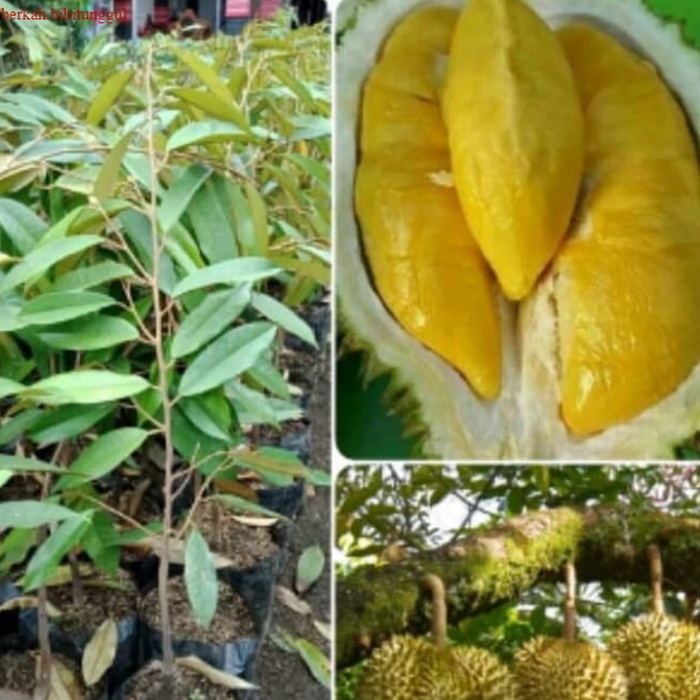 Bibit Durian Monthong Tinggi 1 Meter Bibit Durian Montong Cepat Berbuah