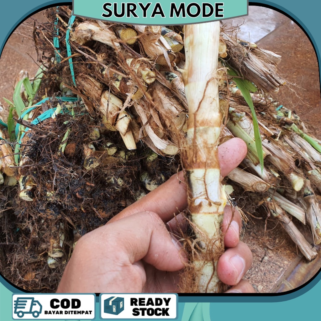 Jual Bibit Rumput Gajah rumput Odot pakan Kambing