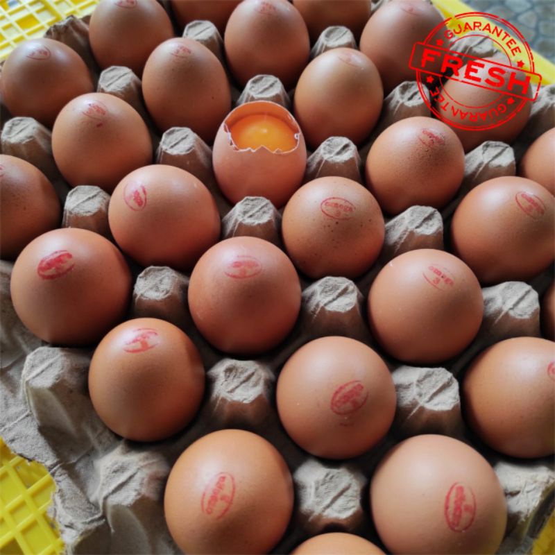

Telur Ayam Omega Organik Per Kg Supplier Telur Hen - Hen