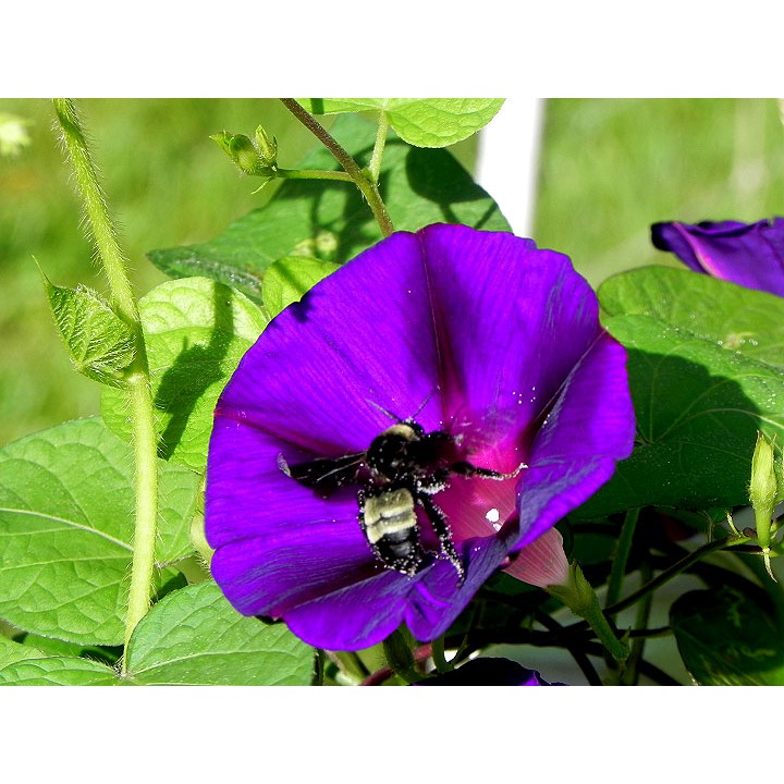 Benih Bibit Biji - Bunga Japanese Morning Glory Kniola's Black (Ipomoea Purpurea) Flower Seeds