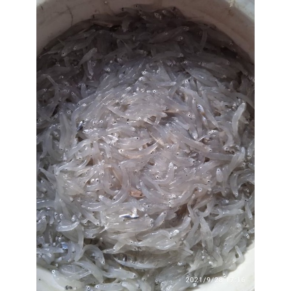 

Ikan Teri Nasi Segar Dan Fresh / Belanja Ikan Semarang Murah Dan Kualitas Bagus