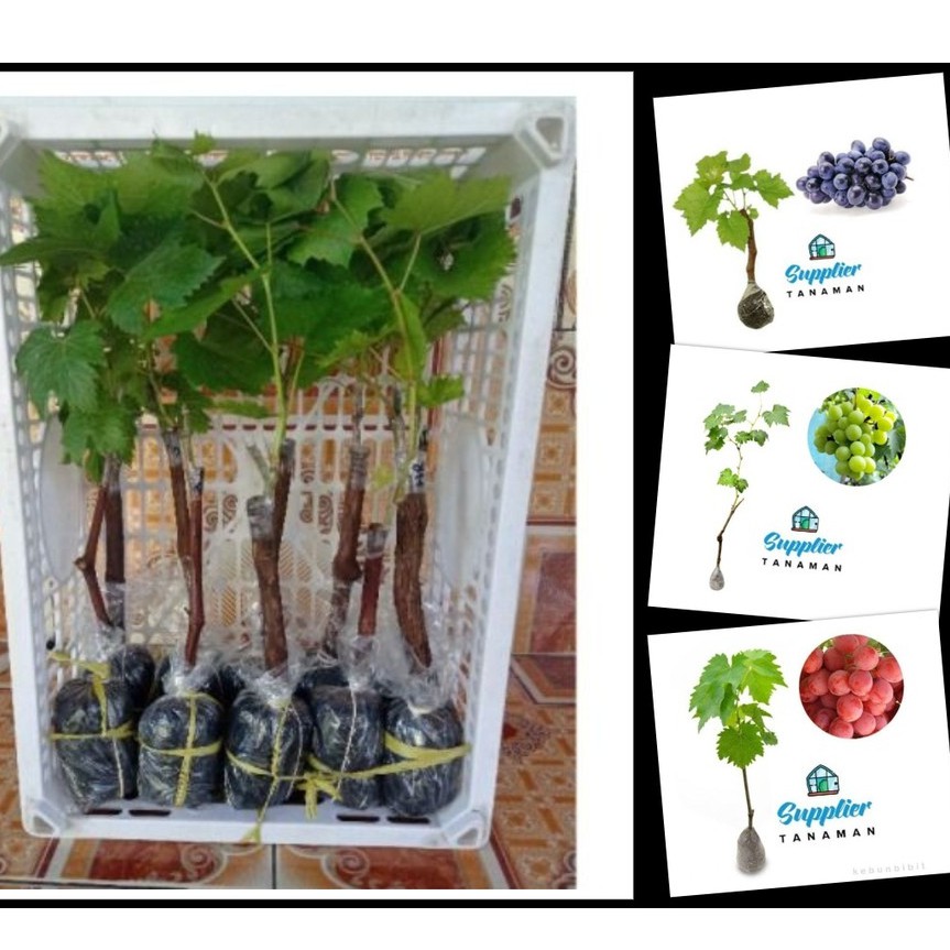 Anggur (rubus sp) belum okulasi - Bibit Tanaman Buah Anggur - Bibit Anggur Super - Red Price / Green Belgium / Black Caroline