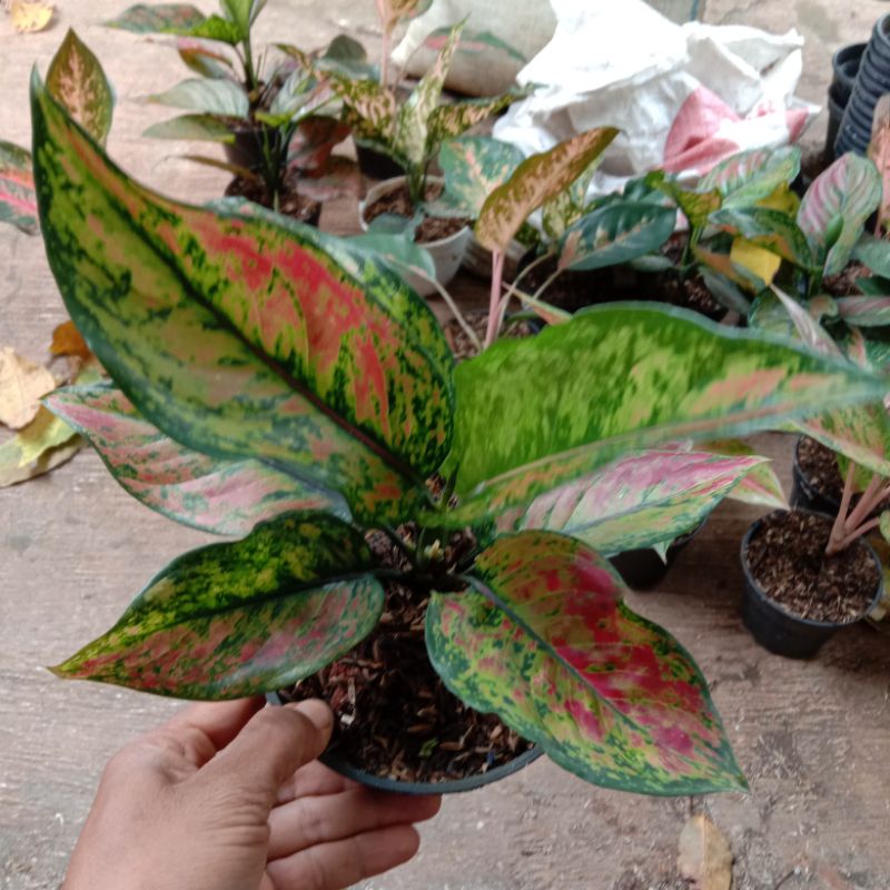 Tanaman hias aglonema hengheng aglonema engheng bunga aglo