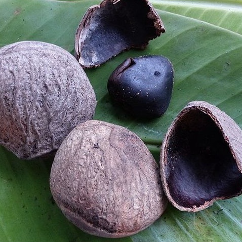 

Kluwek 500gr/ Kluwek Tua/ Kapahiyang/ Picung Tua/ Kepayang