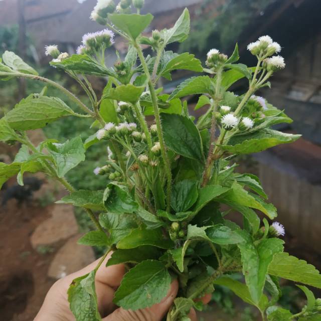 

DAUN BANDOTAN SEGAR 1 KG